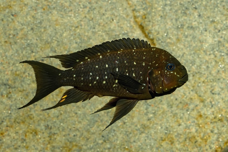 Petrochromis trewavasae 'Moliro'